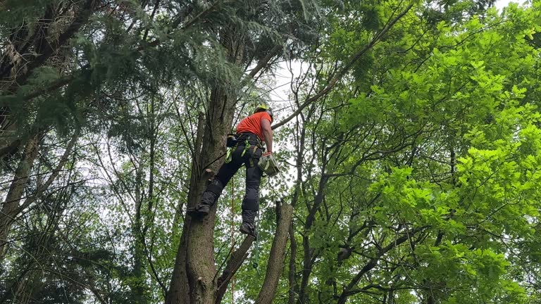 Best Lawn Grading and Leveling  in The Crossings, FL